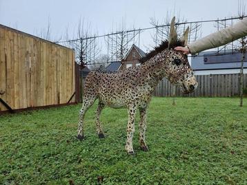 Beeld, XXL Donkey 165cm - 135 cm - Metaal beschikbaar voor biedingen