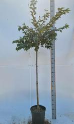 Prunus x subhirtella Autumnalis Rosea halfstam 120cm stam