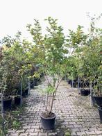 3x Gelderse roos Viburnum opulus, Sierheester, Rode besse, Nieuw
