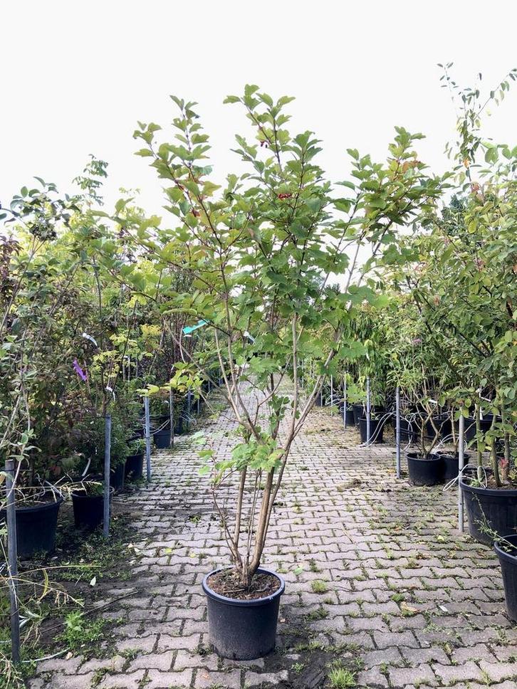 3x Gelderse roos Viburnum opulus, Sierheester, Rode besse, Auto's, Fiat