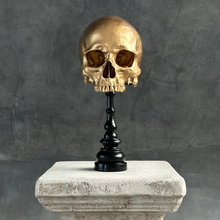 Beeld, NO RESERVE PRICE - Stunning human skull no jaw on a, Antiek en Kunst, Curiosa en Brocante