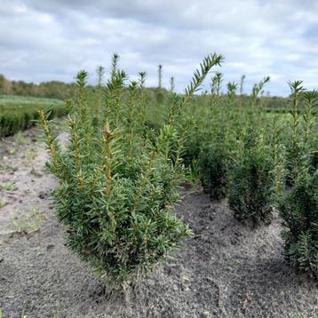 Taxus media Hilli (Taxus media Hillii, Haagplanten) beschikbaar voor biedingen