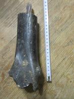 Mesolithisch / Epipaleolithisch Been Hand axe - 220 mm
