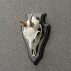 Reebok Schedel Taxidermie Opgezette Dieren By Max, Verzamelen, Ophalen of Verzenden, Nieuw, Wild dier, Opgezet dier