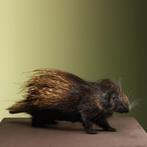 Stekelvarken Taxidermie Opgezette Dieren By Max, Ophalen of Verzenden, Nieuw, Wild dier, Opgezet dier