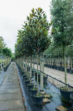 Magnolia grandiflora hoogstam, Tuin en Terras, Planten | Tuinplanten