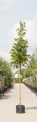 Zuil esdoorn Acer platanoides Columnare h 350 cm st. omtrek, Tuin en Terras, Verzenden
