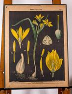 SCHOOLPLATENSHOP.NL een site met oude schoolplaten en ......, Verzenden, Natuur en Biologie