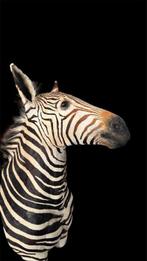 Bergzebra Taxidermie volledige montage - Equus zebra - 110, Nieuw