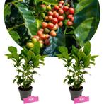 Coffea arabica + pot 12cm 2 pcs, Tuin en Terras, Planten | Fruitbomen, Verzenden, Volle zon
