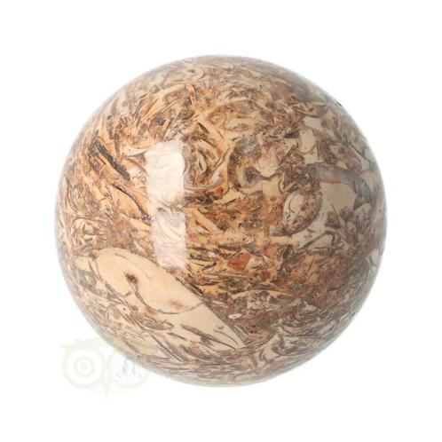 Fossielen schelpen Jaspis Bol Nr 9  - Ø 5.71 cm, Sieraden, Tassen en Uiterlijk, Edelstenen, Nieuw, Verzenden