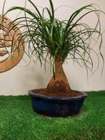 Beaucarnea - Hoogte (boom): 43 cm - Diepte (boom): 46 cm -