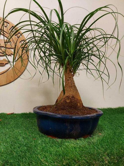 Beaucarnea - Hoogte (boom): 43 cm - Diepte (boom): 46 cm -, Antiek en Kunst, Curiosa en Brocante