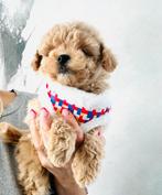 Echte MALTIPOO pups f1 , maltezer x toy poedel, NL nestje, Parvo, Overige rassen, 8 tot 15 weken, Meerdere