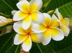Beauty &amp; Care Hawaii massage olie 1 liter 1 L.  new, Ophalen of Verzenden, Nieuw, Olie of Lotion