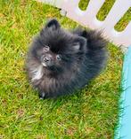 Mini reutje raszuiver pomeranian pomeriaan hier geboren, Dieren en Toebehoren, Parvo, 8 tot 15 weken, Meerdere, Nederland