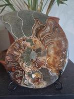 Ammoniet - Gefossiliseerd dier - Aioloceras (Cleoniceras)