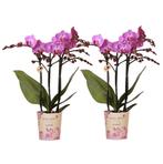 Kolibri Orchids | COMBI DEAL van 2 Phalaenopsis orchideeën -, Verzenden