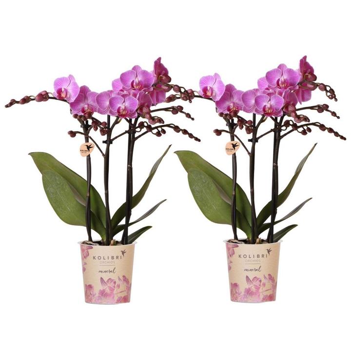 Kolibri Orchids | COMBI DEAL van 2 Phalaenopsis orchideeën -, Tuin en Terras, Bloembollen en Zaden, Verzenden