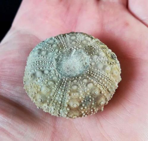 Indrukwekkende zee-egel!!! - Uitzonderlijk formaat bij deze, Verzamelen, Mineralen en Fossielen