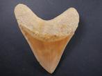Megalodon - Fossiele tand - 11.5 cm, Verzamelen