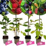 Unieke bessenstruiken mix + Pot 9cm 4 stuks, Tuin en Terras, Planten | Fruitbomen, Halfschaduw, Verzenden
