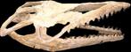 Mosasaurus - Fossiele schedel - 70 cm - 30 cm, Verzamelen