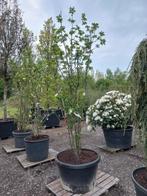 Staphylea colchica kaukasiche pimpernoot, Tuin en Terras, Planten | Bomen, Ophalen