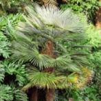 Trachycarpus Fortunei 100 Verse Zaden ,winterharde palmboom, Ophalen of Verzenden, Gehele jaar, Halfschaduw, Zaad