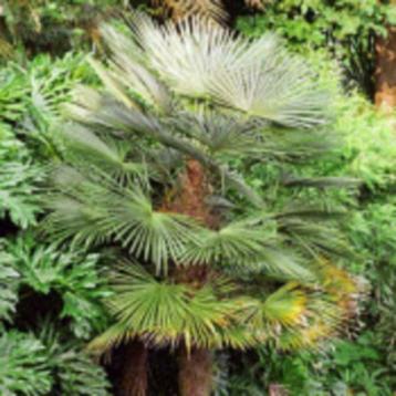 Trachycarpus Fortunei 100 Verse Zaden ,winterharde palmboom beschikbaar voor biedingen