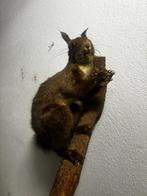Eekhoorn Taxidermie volledige montage - Sciurus vulgaris -, Antiek en Kunst, Curiosa en Brocante