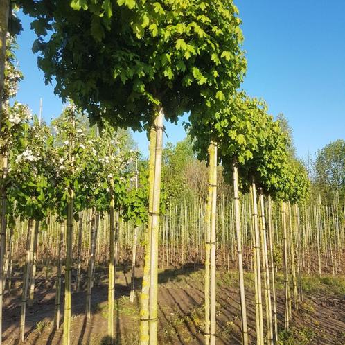 Bol veldesdoorn - Acer campestre Nanum - Omtrek: 8-12 cm | H, Tuin en Terras, Planten | Bomen, Ophalen of Verzenden