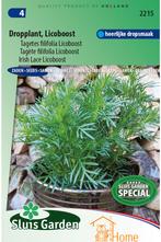 Dropplant Licoboost Tagetes Filifolia Zaden: Kweek, Tuin en Terras, Verzenden