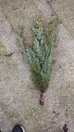 Cypres Blauw Safari kerstgroen 50 cm per bos, Ophalen of Verzenden, Nieuw