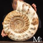 Monumentaal getuigenis van het Midden-Jura Reuze fossiele, Verzamelen