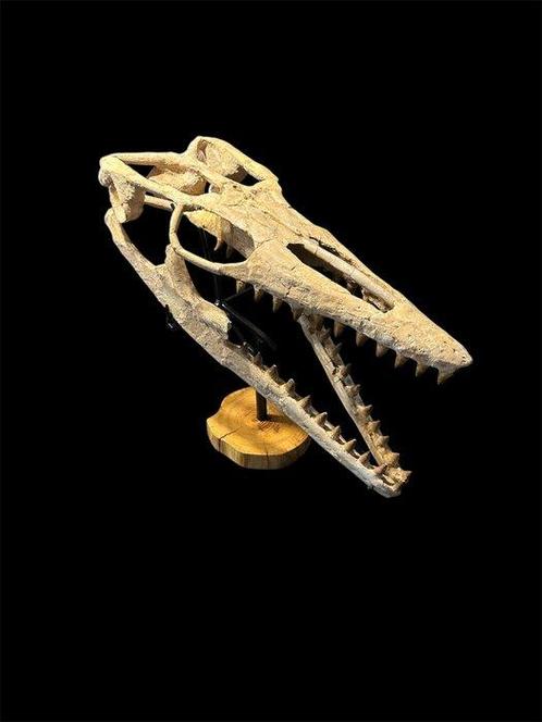Mosasaurus - Fossiele schedel - Thalassotitan Atrox - 67 cm, Verzamelen, Mineralen en Fossielen