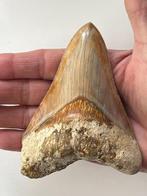 Megalodon tand 11,7 cm - Fossiele tand - Carcharocles
