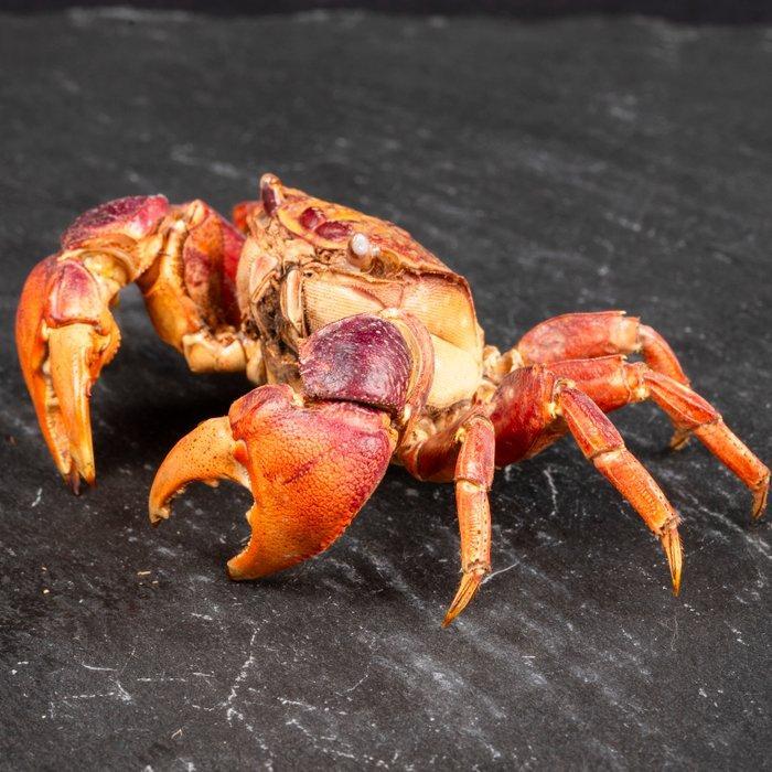 Neosamaticum Asiaticum – Tropisch gedroogde krab Taxidermie, Verzamelen, Dierenverzamelingen
