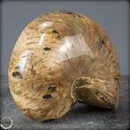 Natuurlijke Nautilus Fossiel - Breedte: 12.5 cm- 3122.14 g, Nieuw