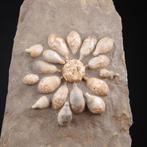 Fossiele Echinoïde - Pseudocidaris Mammosa - Ordovicium, Nieuw