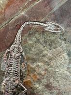 Fossiele plaatmatrix - Keichousaurus sp. - 17 cm - 12 cm, Verzamelen