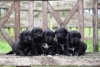 Lieve Friese Stabij x Golden Retriever pups uit stamboomlijn, Nederland, Parvo, Overige rassen, 8 tot 15 weken
