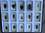 Insekt Taxidermie volledige montage - Insecta - 6 cm - 35 cm