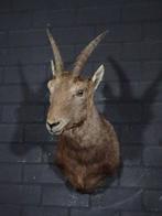 Siberian Ibex - adult female - Taxidermie schoudermontage -, Nieuw