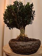 Buxus Harlandii bonsai in bonsaischaal - Hoogte (boom): 22
