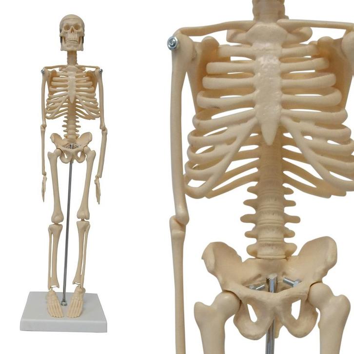 Anatomie model menselijk skelet, 45 cm, Sport en Fitness, Massageproducten