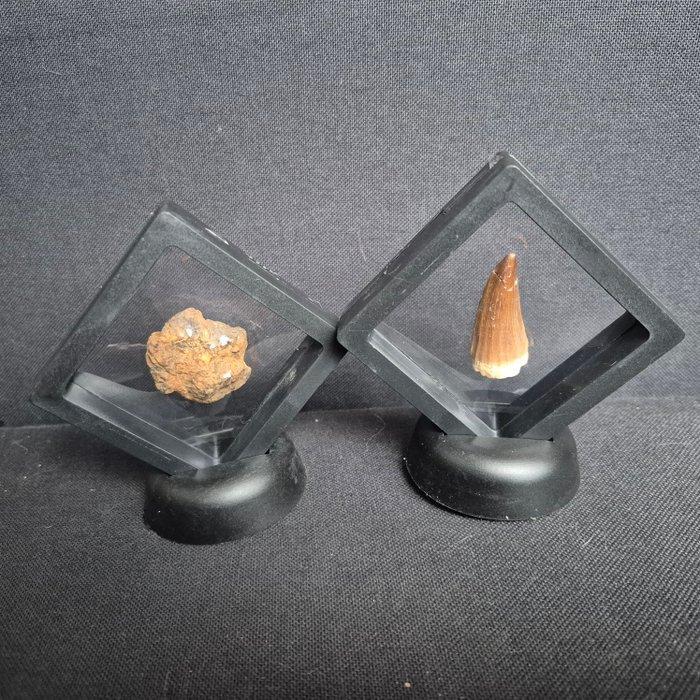 Sericho meteoriet pallasite mossasaurus tand in display -, Verzamelen, Mineralen en Fossielen