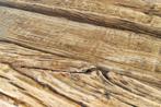 Design glazen eettafel BARRACUDA 220 cm natuurlijk massief, Huis en Inrichting, Tafels | Eettafels, Ophalen of Verzenden, Nieuw