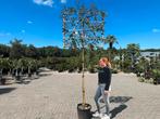 Groenblijvende / wintergroene leibomen en leischermen!!, Tuin en Terras, Planten | Bomen, In pot, Ophalen of Verzenden