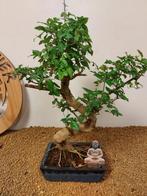 Liguster bonsai (Ligustrum) - Hoogte (boom): 40 cm - Diepte, Antiek en Kunst